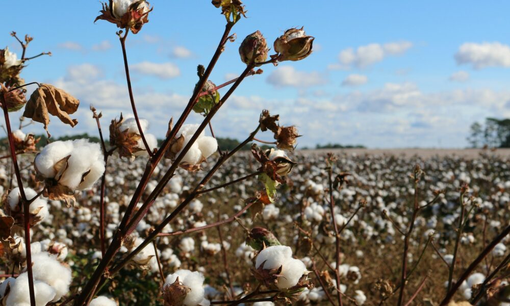 A field of cotton trees - photo by Trisha Downing
