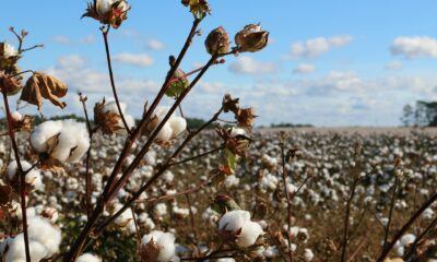 A field of cotton trees - photo by Trisha Downing