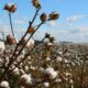 A field of cotton trees - photo by Trisha Downing
