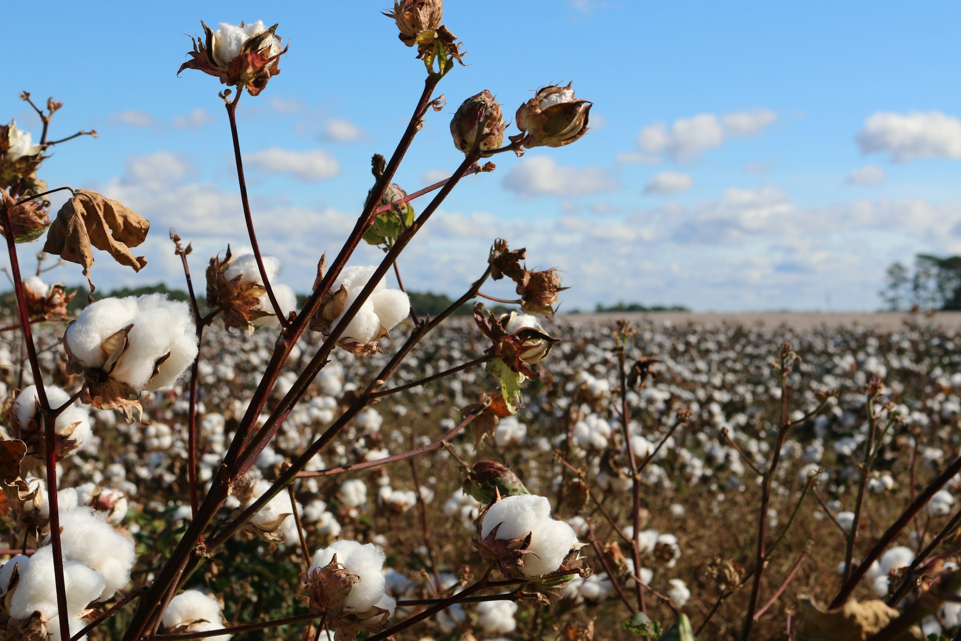 A field of cotton trees - photo by Trisha Downing