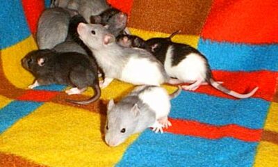 Young rats