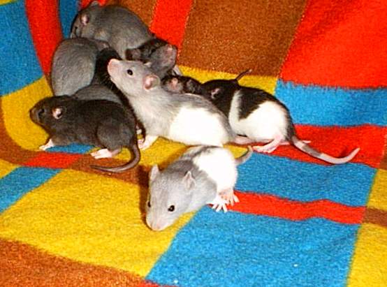 Young rats