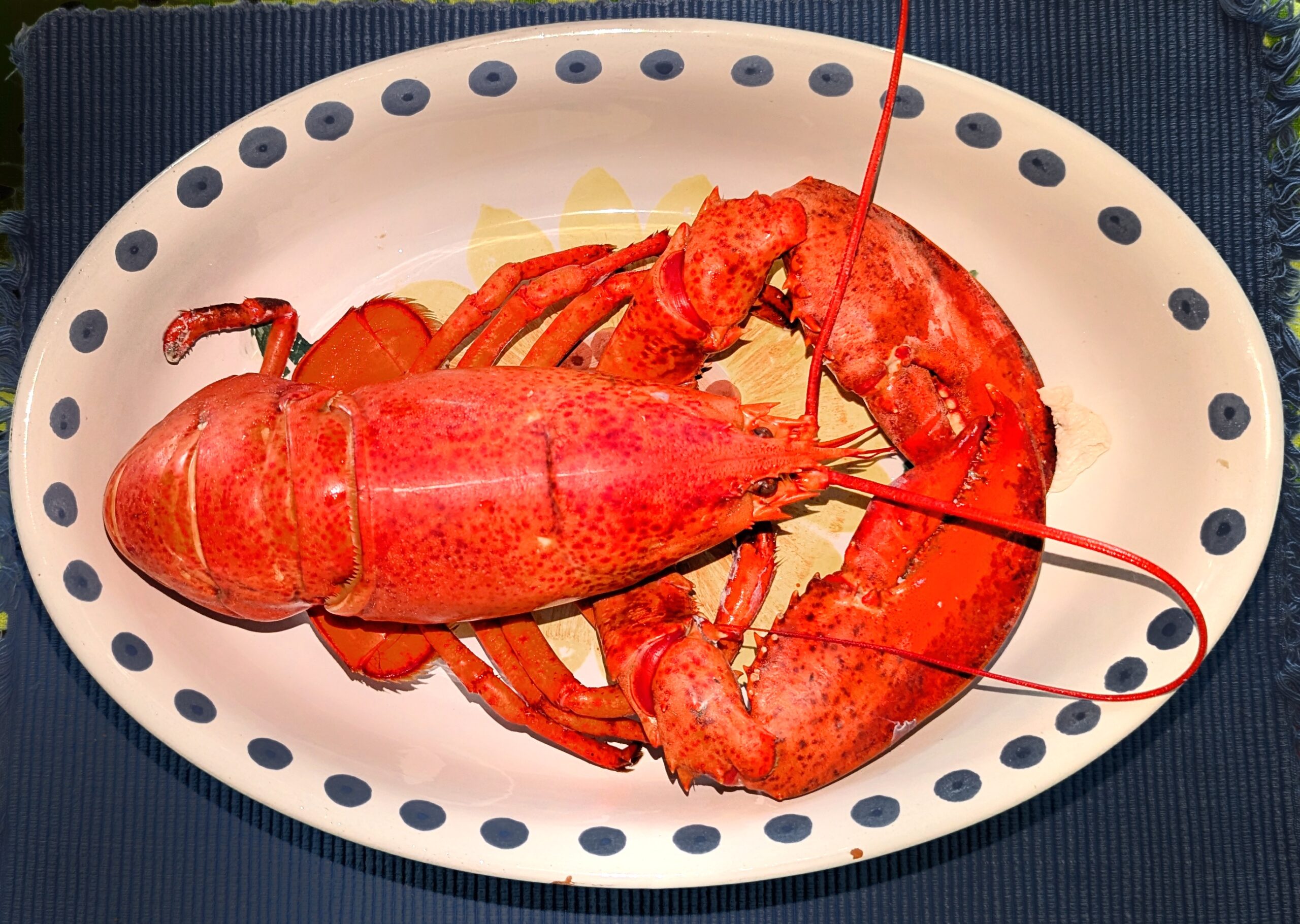 Massachusetts boiled lobster