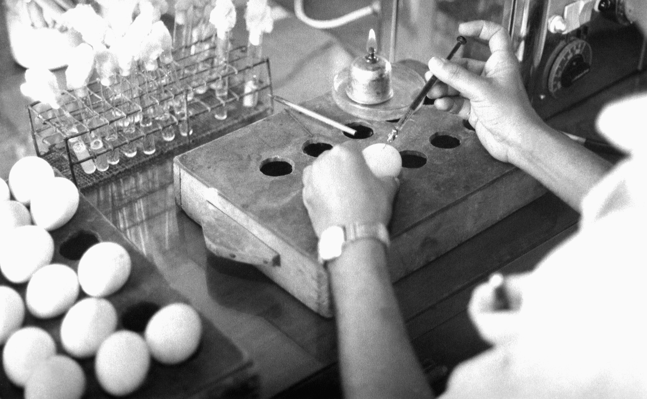 A research technician injects samples of the Variola virus (agent of smallpox) into chicken eggs