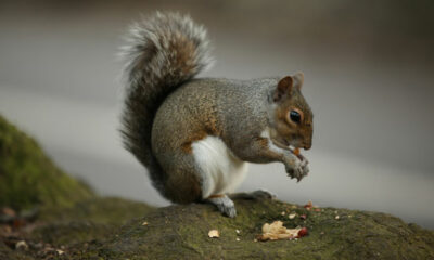 Squirrel eating a nut