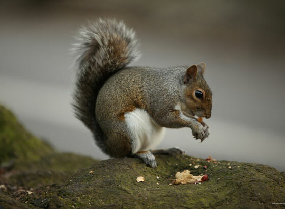 Squirrel eating a nut