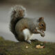 Squirrel eating a nut