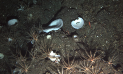 An image of the seabed by a NOAA deep-see (very deep!) submersible
