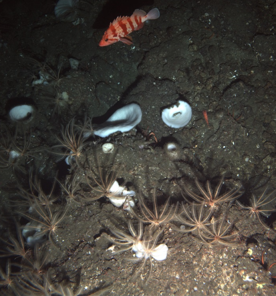 An image of the seabed by a NOAA deep-see (very deep!) submersible