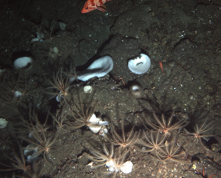 An image of the seabed by a NOAA deep-see (very deep!) submersible