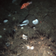 An image of the seabed by a NOAA deep-see (very deep!) submersible