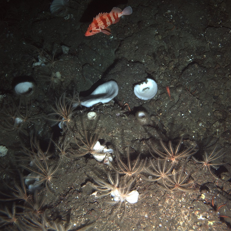 An image of the seabed by a NOAA deep-see (very deep!) submersible