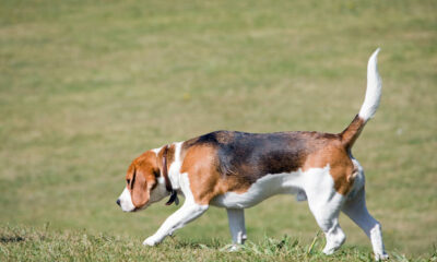 Beagle dog, the favorite animal testing subject