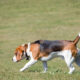 Beagle dog, the favorite animal testing subject