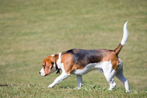 Beagle dog, the favorite animal testing subject