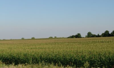 Ethanol production begins in a cornfield like this