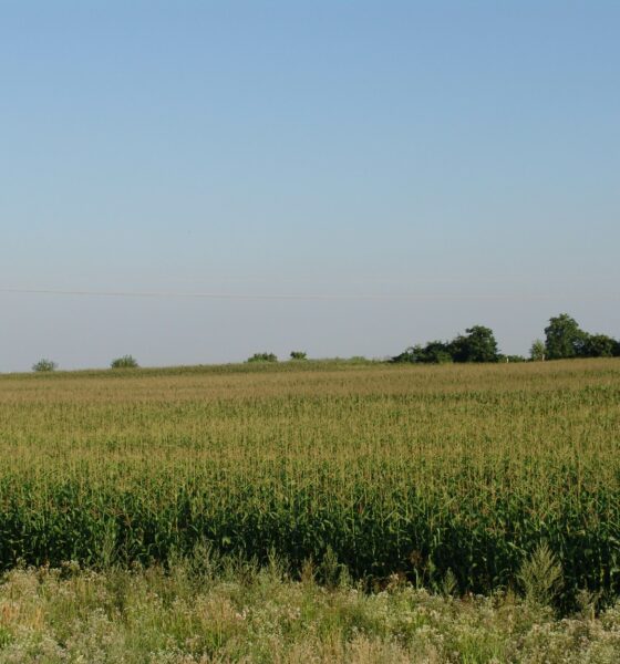 Ethanol production begins in a cornfield like this