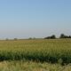 Ethanol production begins in a cornfield like this
