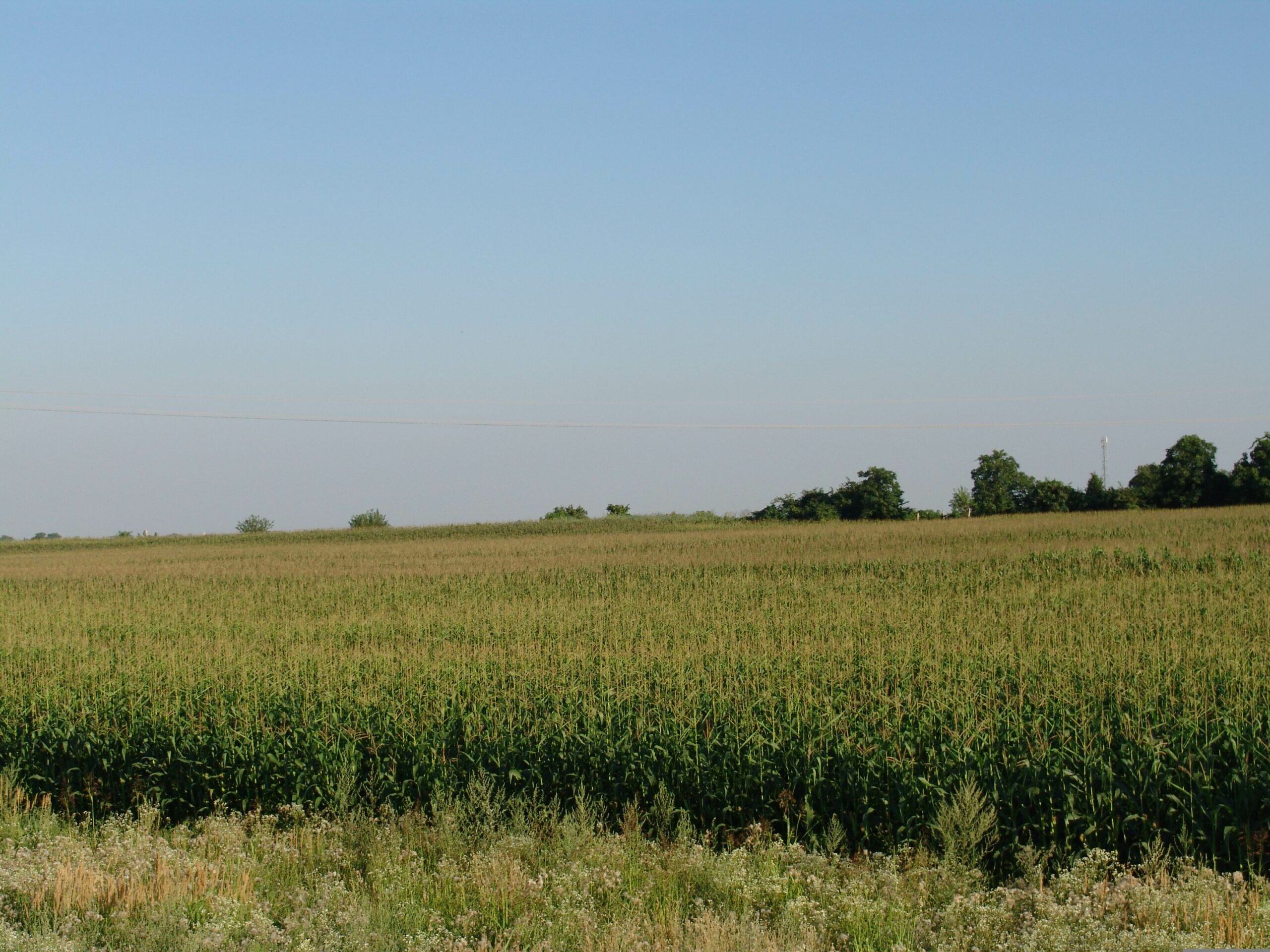 Ethanol production begins in a cornfield like this