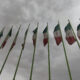 National flag of Iran Qom City