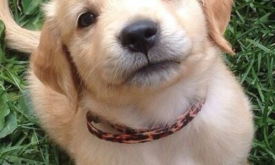Puppy