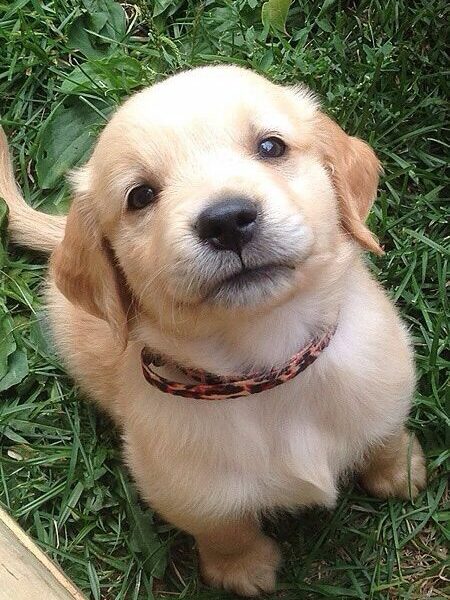 Puppy