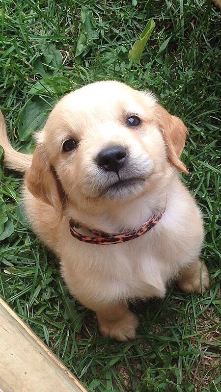 Puppy