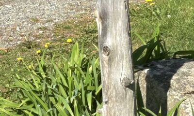 A rural mailbox