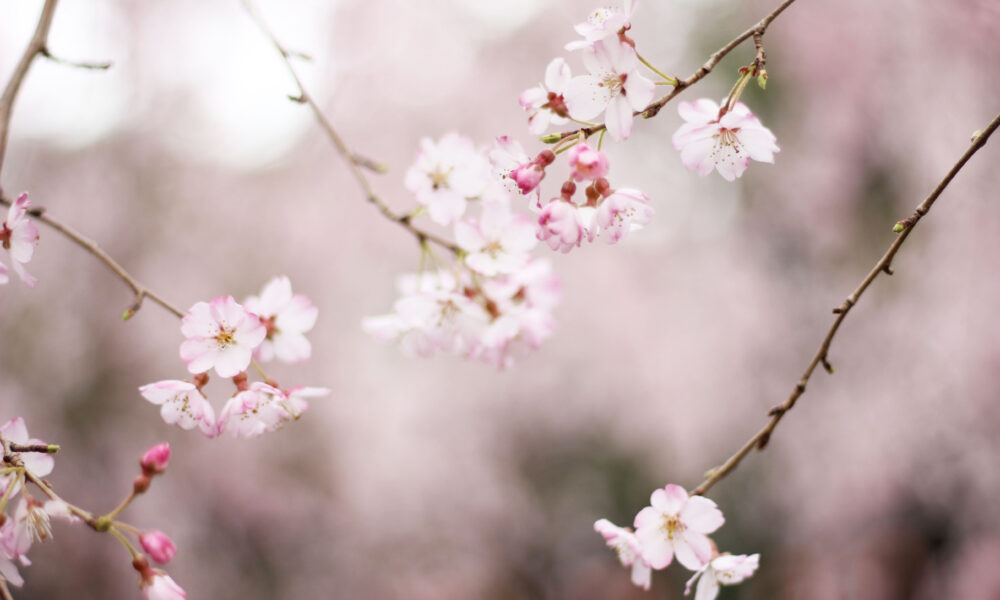 Cherry blossoms in Tokyo, Japan