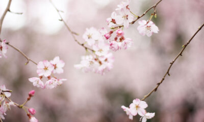Cherry blossoms in Tokyo, Japan