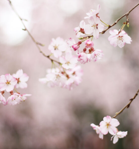 Cherry blossoms in Tokyo, Japan