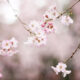 Cherry blossoms in Tokyo, Japan