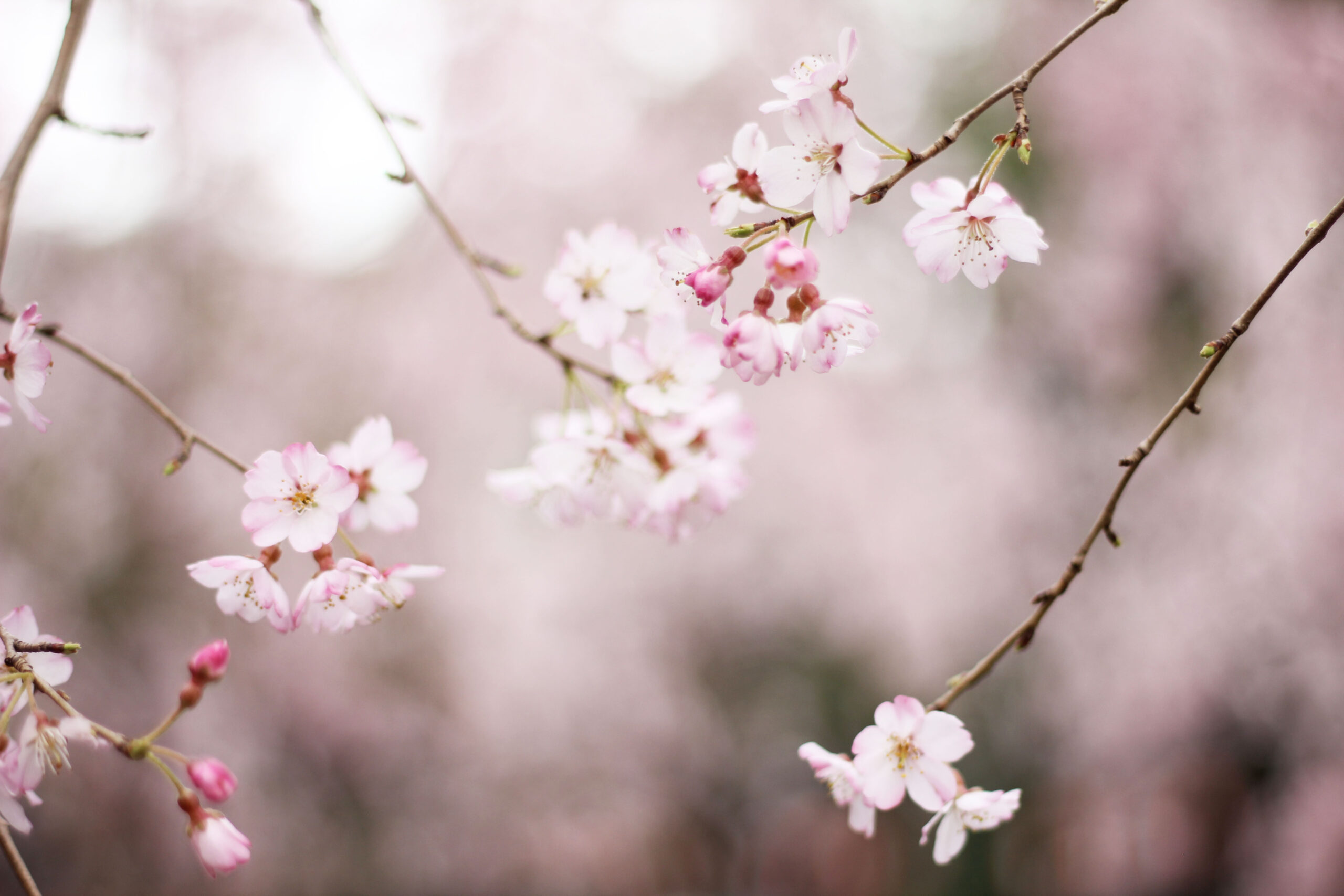 Cherry blossoms in Tokyo, Japan